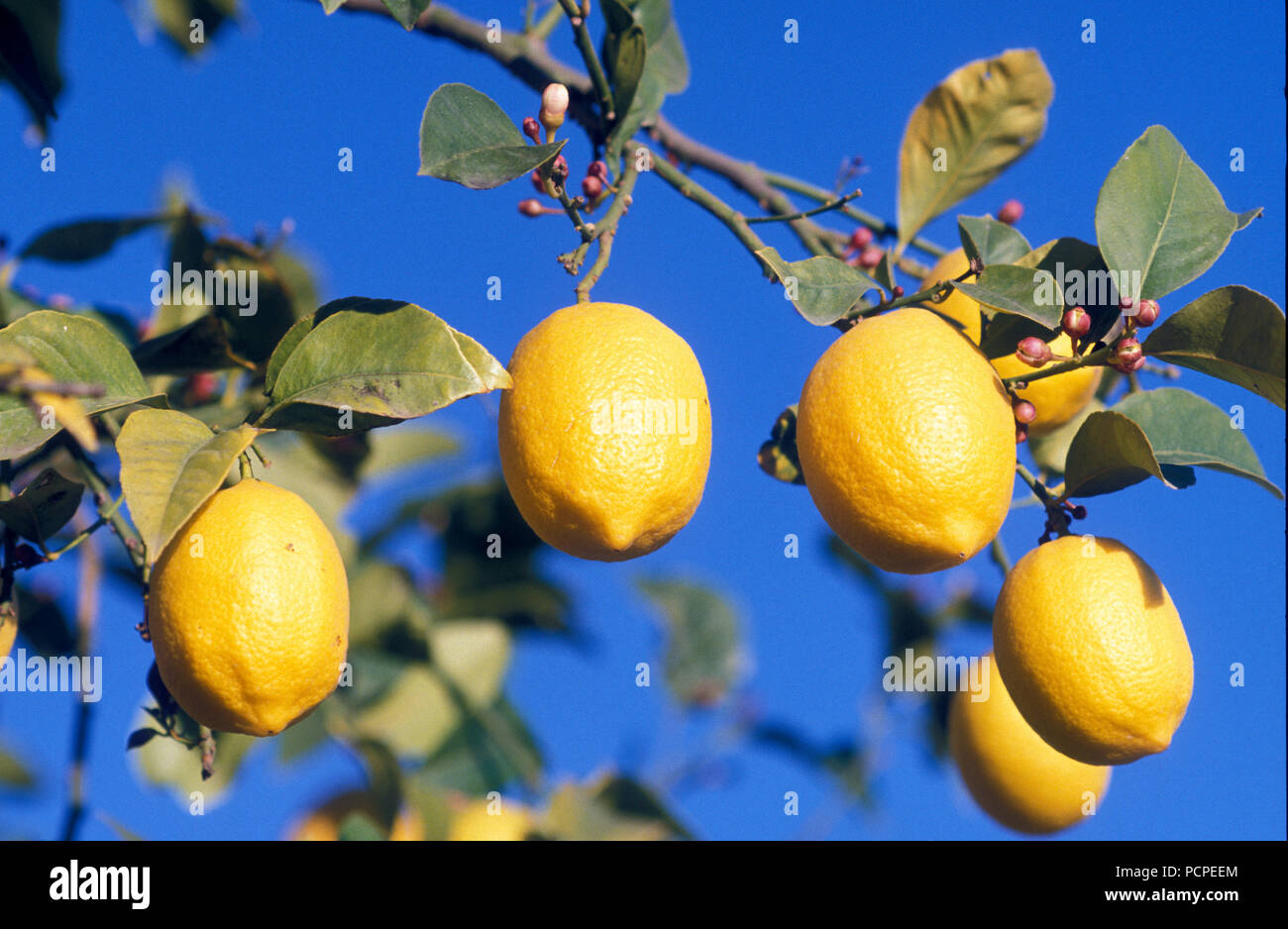 Citron - Lemon - Citrus limon Stock Photo