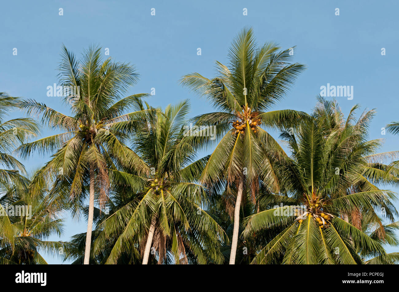 Coconut trees - fruits - Cocos nucifera - Thailand Cocotiers - Thaïlande Stock Photo