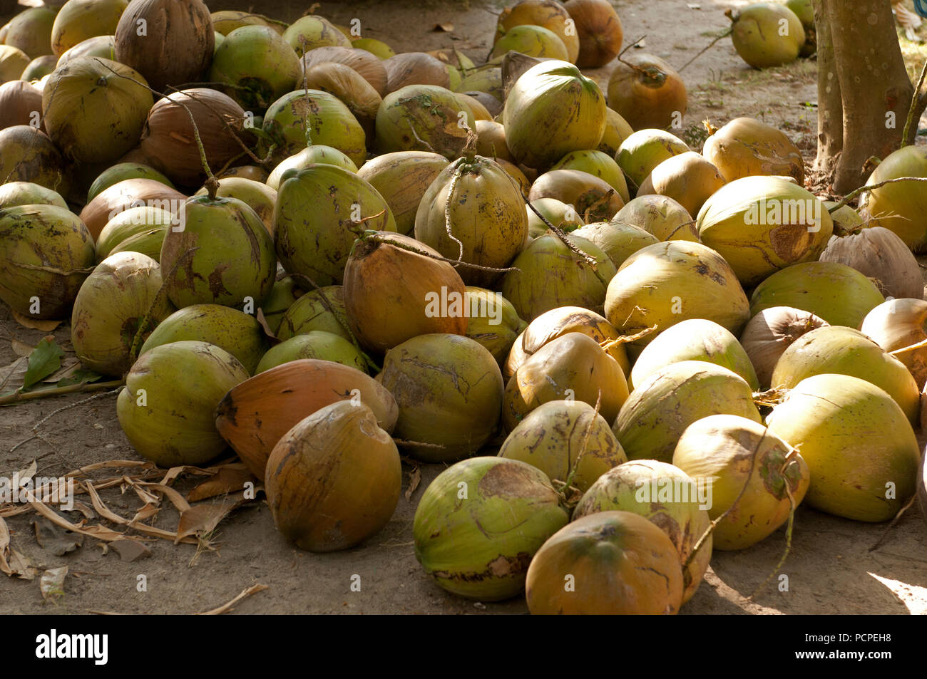 Thailand Ko Samui Harverst of coconut (Cocos nucifera) Thaïlande Koh Samui Récolte des