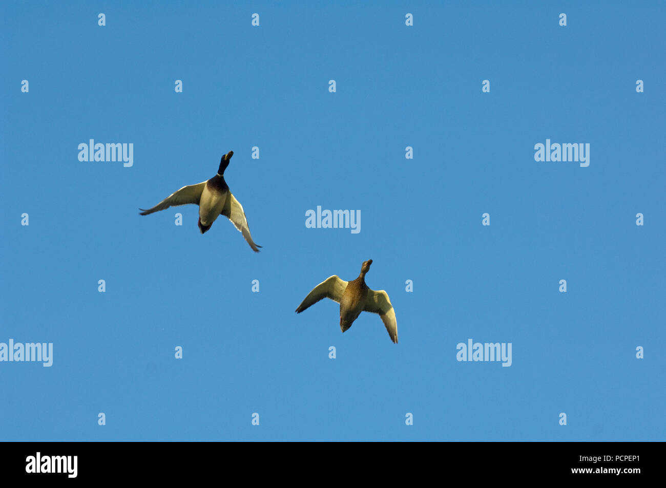 Vol Oiseau Stock Photos Vol Oiseau Stock Images Alamy