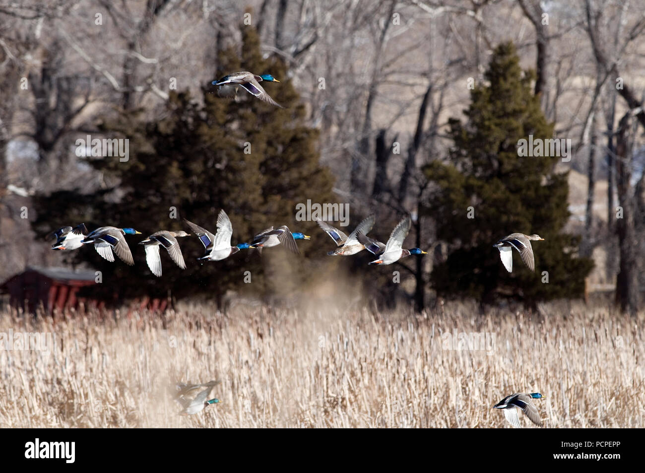 Colvert - groupe - Mallard - Anas platyrhynchos Stock Photo