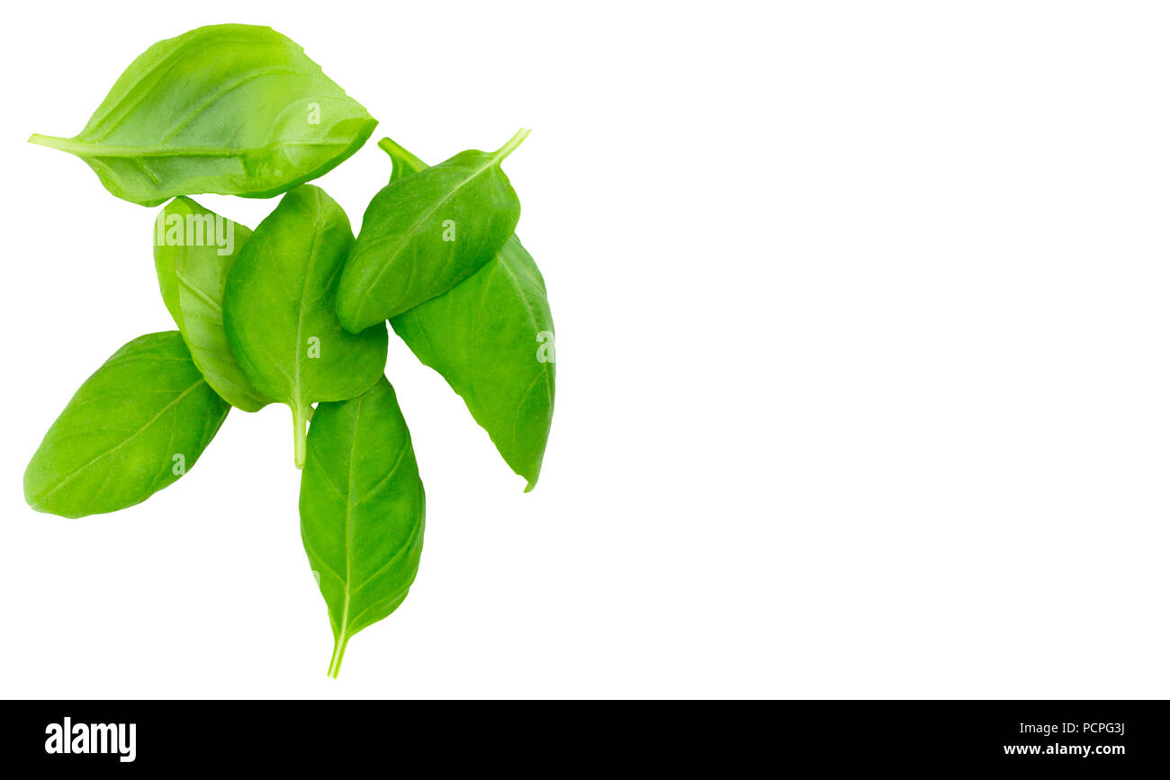 Fresh green basil herb leaves isolated on white background Stock Photo ...