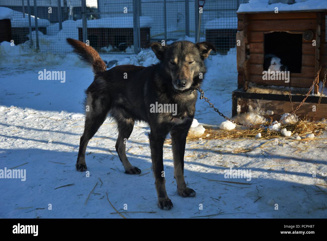 Sled dogs resting in their kennel after a sledding tour Stock Photo - Alamy
