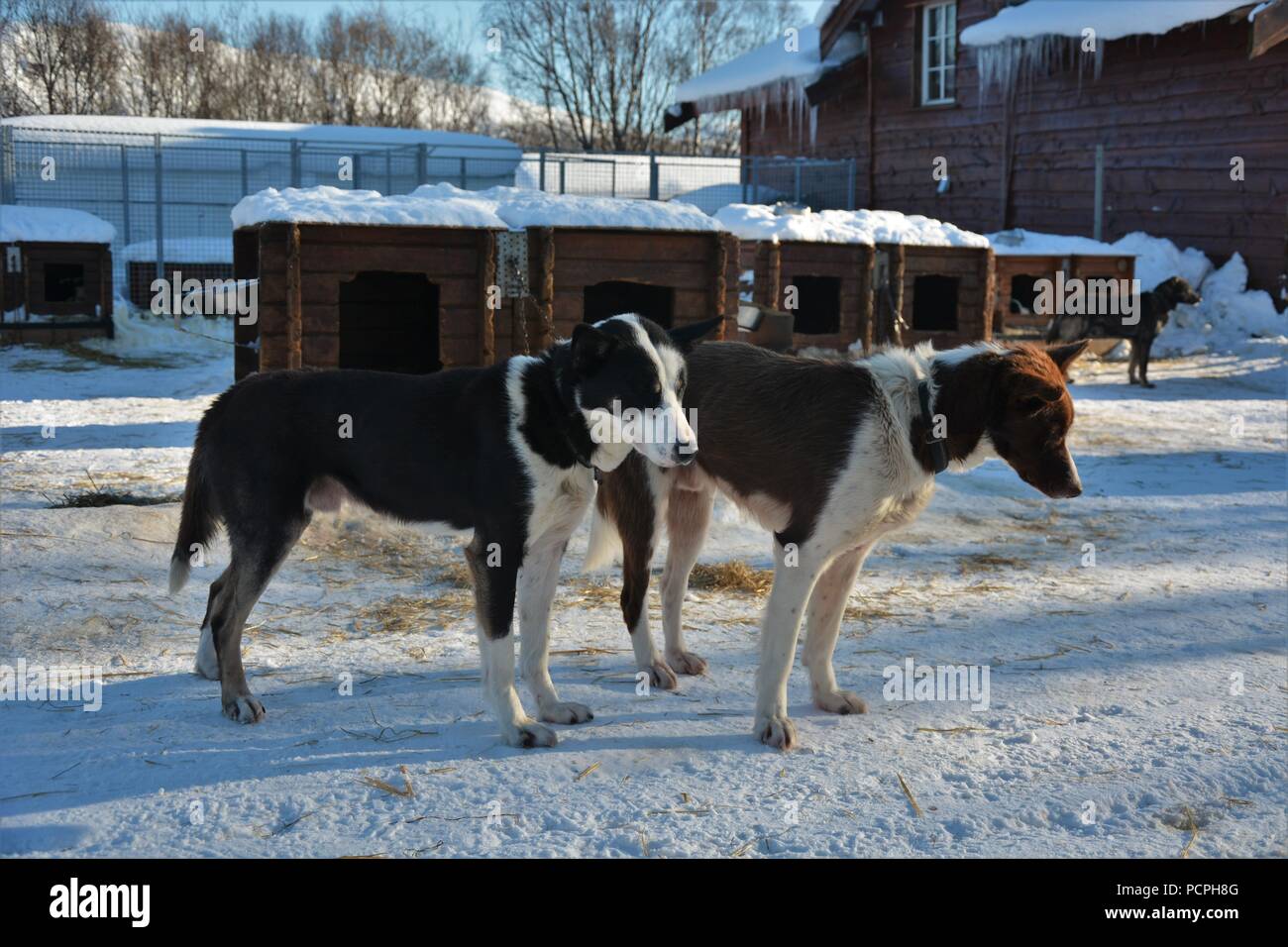 Sled dogs resting in their kennel after a sledding tour Stock Photo