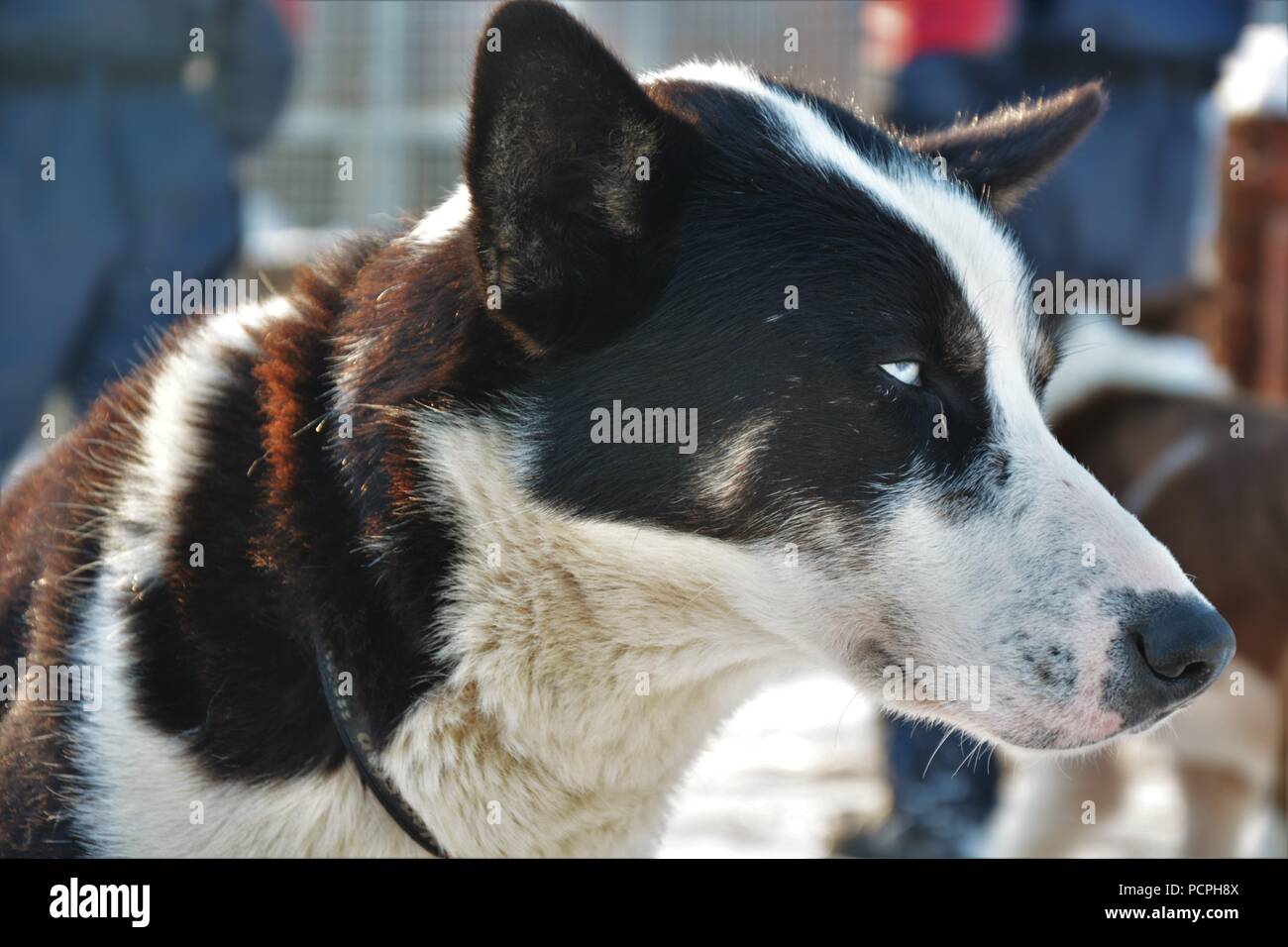 Sled dogs resting in their kennel after a sledding tour Stock Photo - Alamy