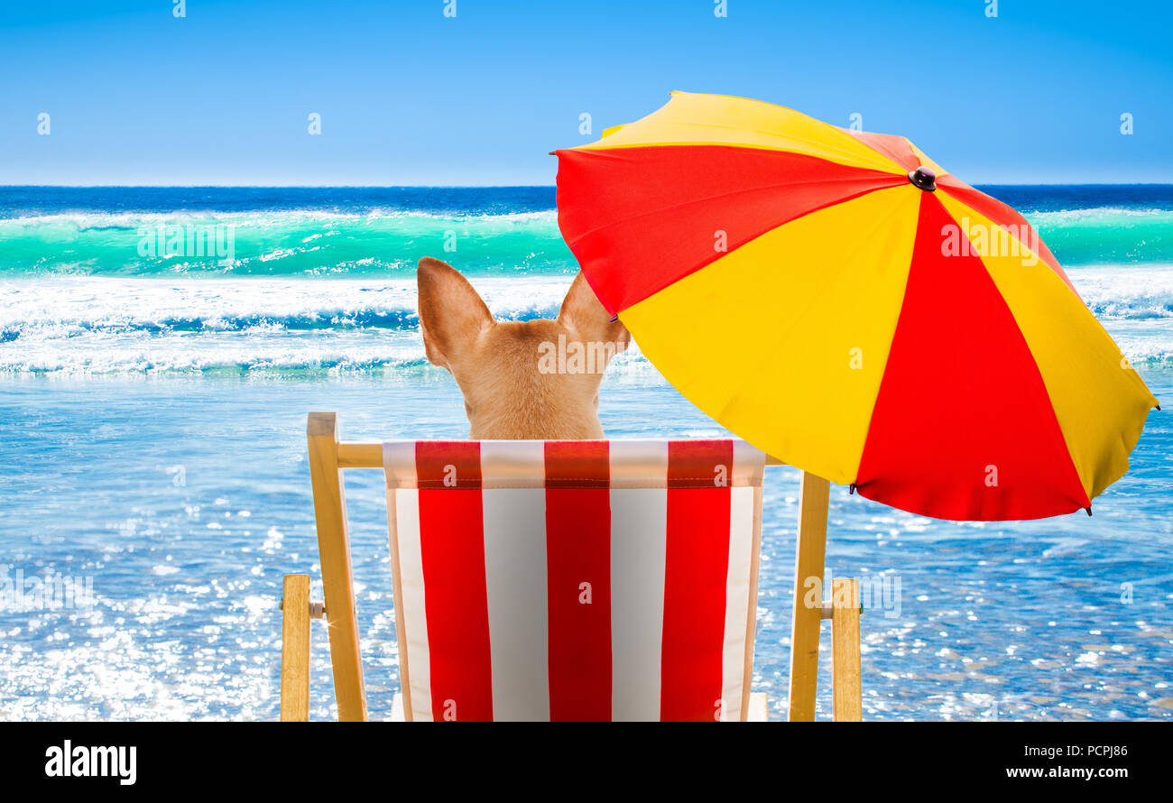 dog resting and relaxing on a hammock or beach chair under umbrella at ...