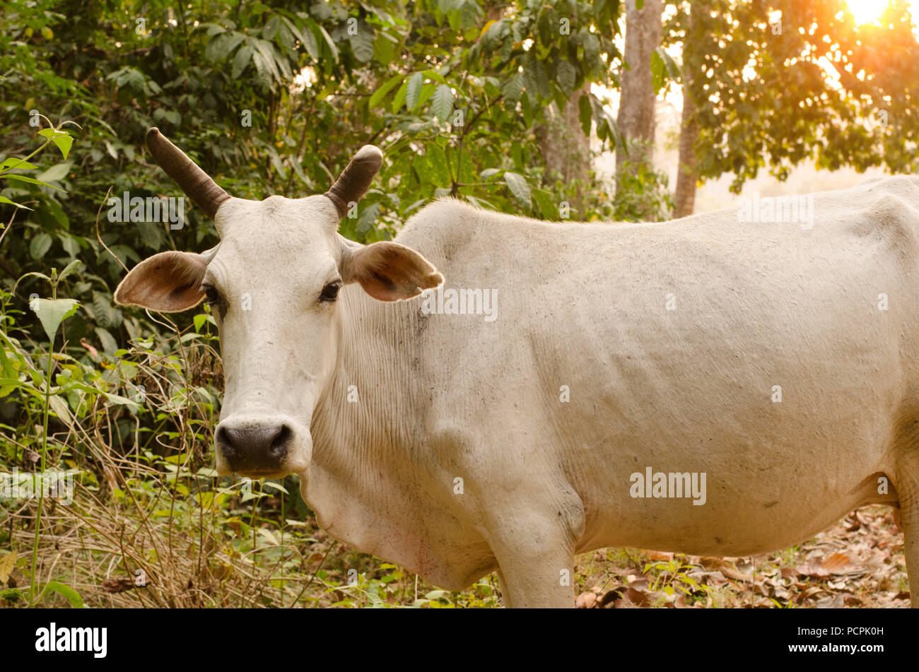 A white buffalo Indian cow in a forest in Havelock Island, Andaman, India  Stock Photo - Alamy