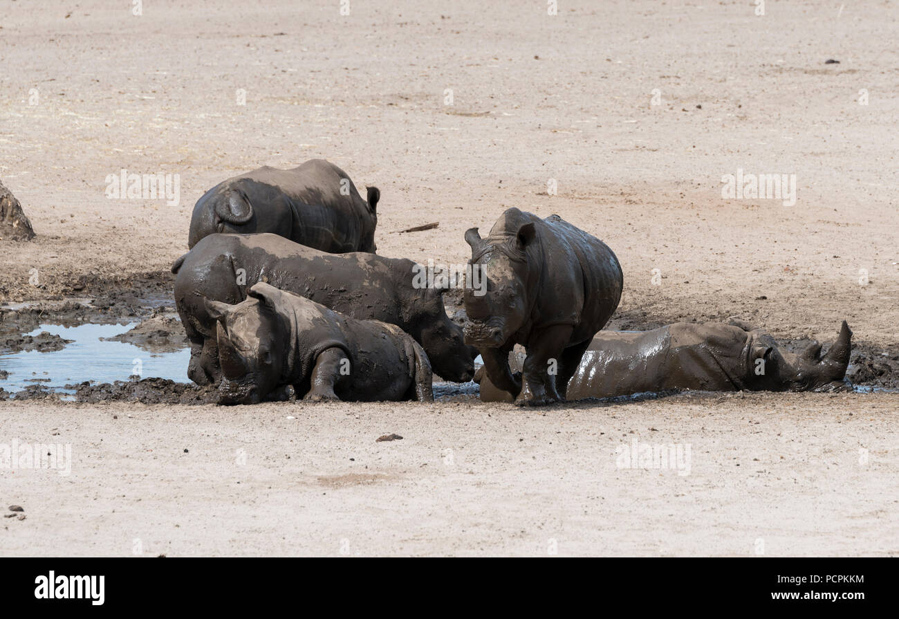group of hippo playing and resting in the mud Stock Photo