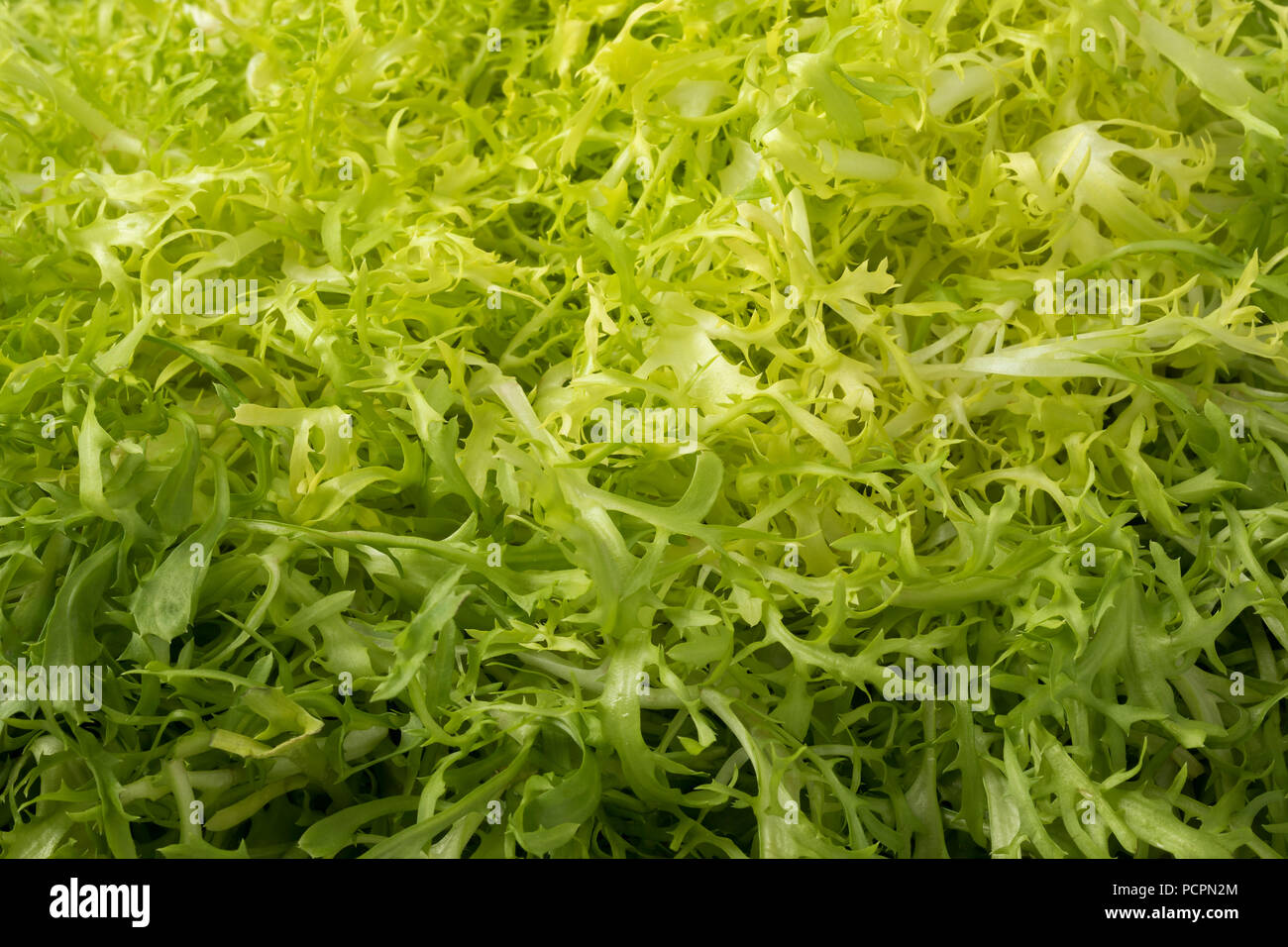Fresh Raw Frisee Lettuce Close Up Full Frame Stock Photo Alamy