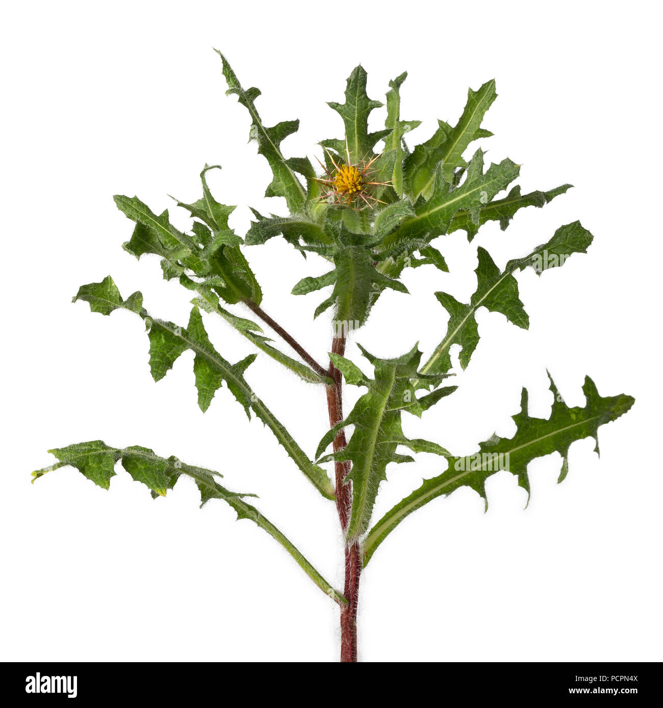 Thistle leaves hires stock photography and images Alamy