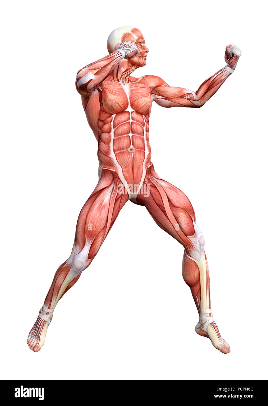 3d Rendering Of A Male Anatomy Figure With Muscles Map Isolated On White Background Stock Photo Alamy