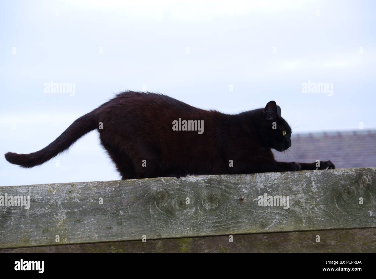 Black cat on a garden fence Stock Photo - Alamy