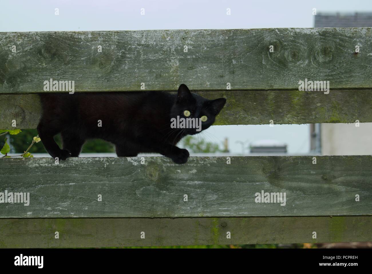 Black cat on a garden fence Stock Photo - Alamy
