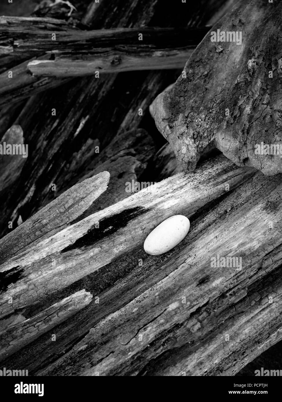 Driftwood abstracts in the tsitsikamma national park, garden route, south africa Stock Photo