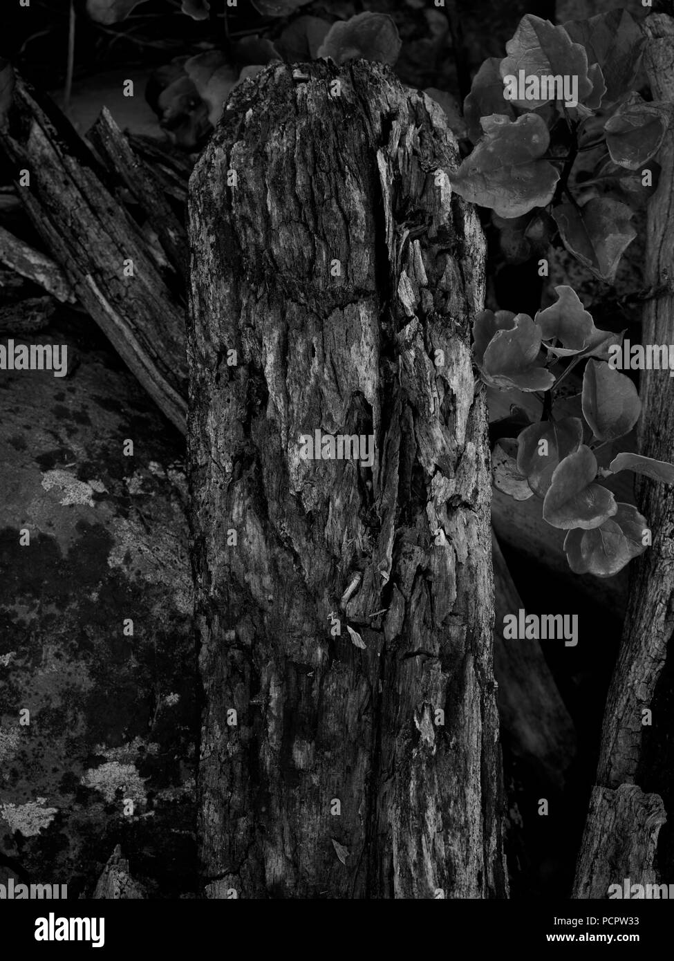Tree stump in the tsitsakamma national park, garden route, south africa Stock Photo
