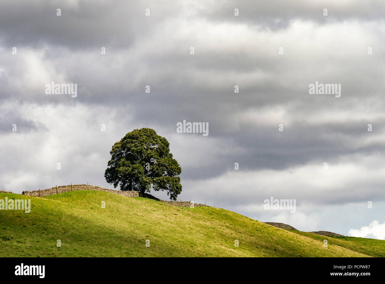 A lone tree on a hill above the river Ure in Wensleydale Stock Photo
