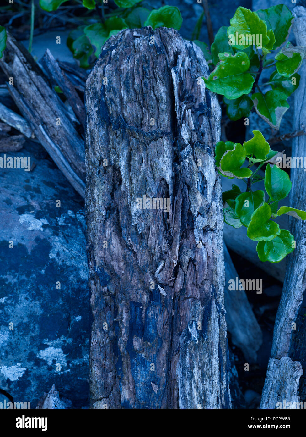 Tree stump in the tsitsakamma national park, garden route, south africa Stock Photo