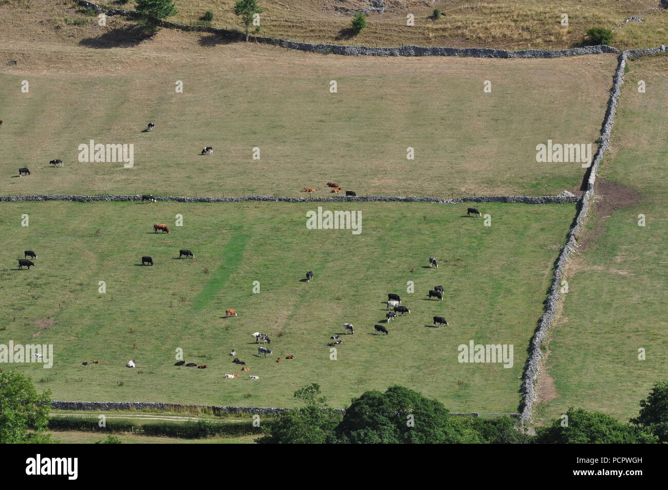 Cattle grazing east of Crowdicote, Derbyshire Dales, close to the Staffordshire border, England UK Stock Photo