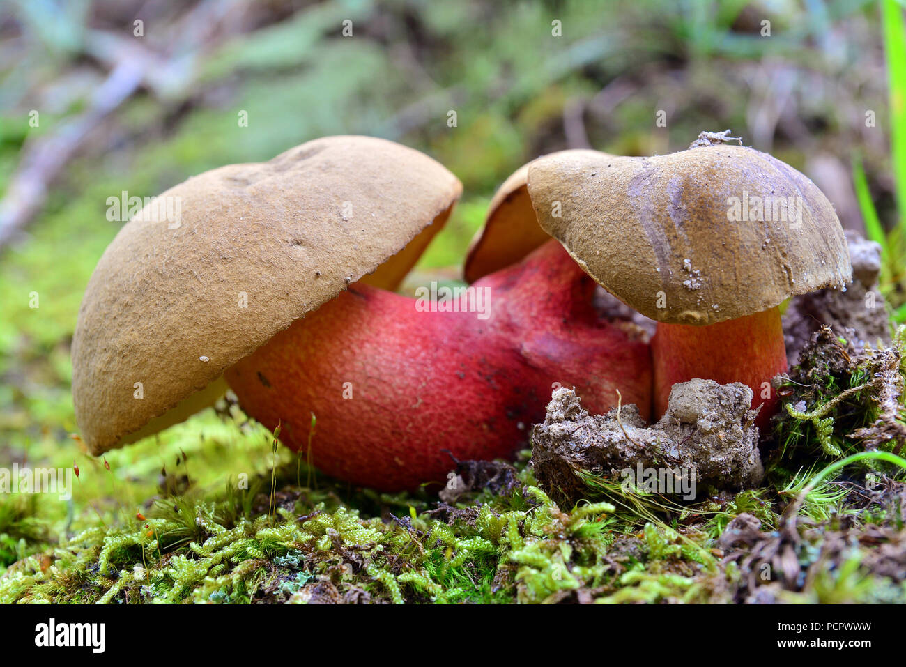 boletus calopus mushrooms on the ground Stock Photo