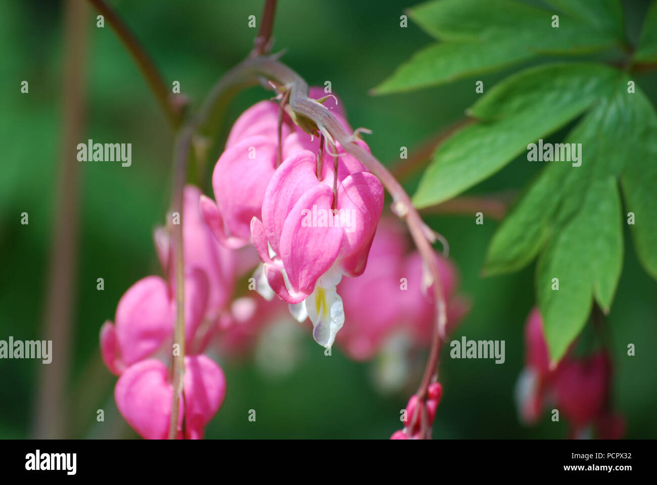 Flowering pink bleeding heart plant in bloom Stock Photo Alamy
