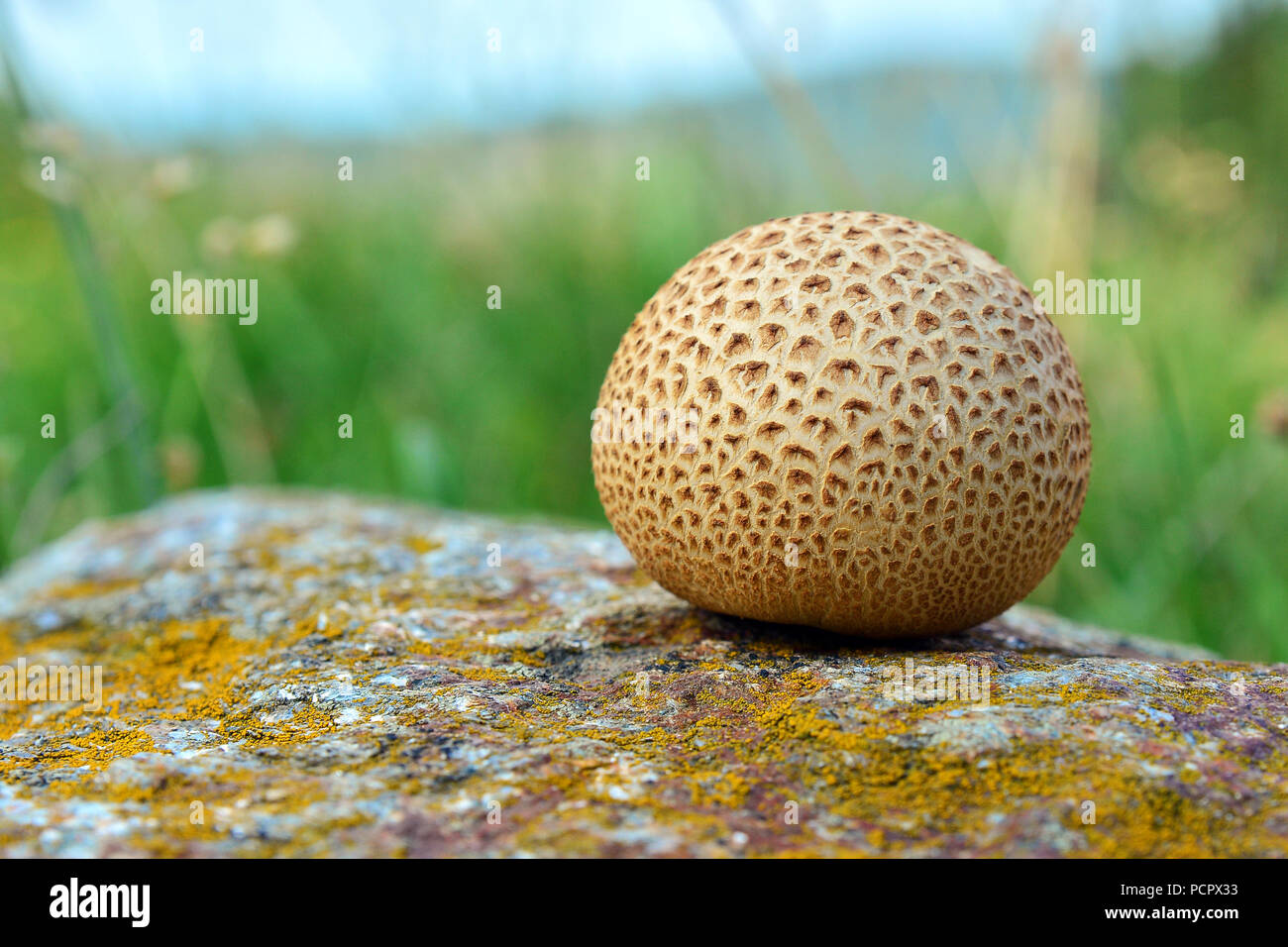 scleroderma citrinum, common earthball, mushroom on a rock Stock Photo