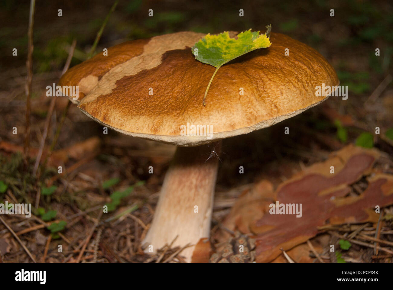 A large boletus (white fungus) sits in the ground. On the hat there is a green birch leaf. Side view. Stock Photo