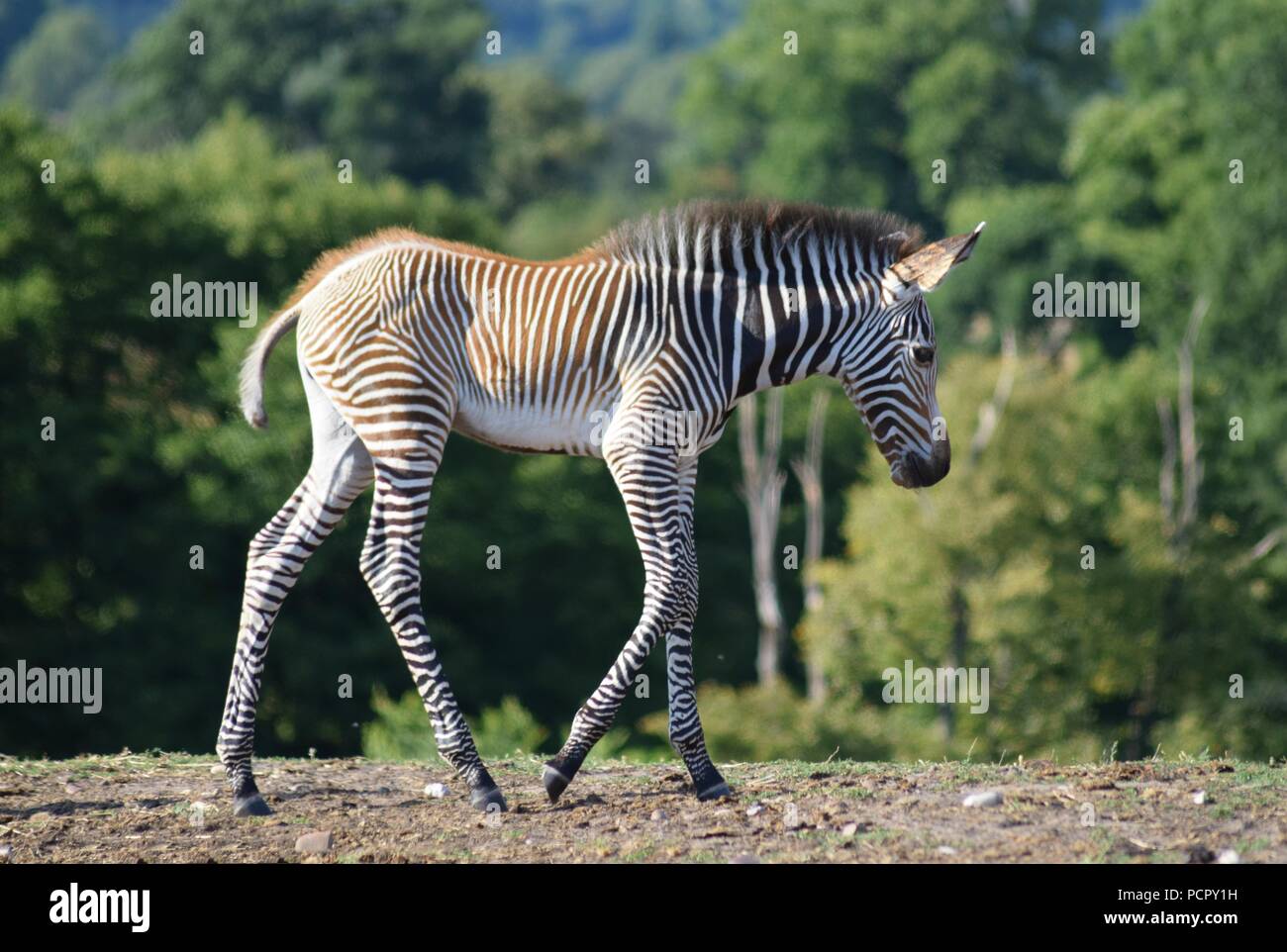 Safari Park Animals Stock Photo