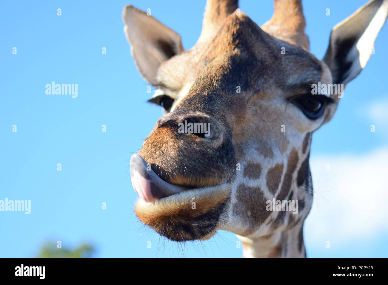 Safari Park Animals Stock Photo