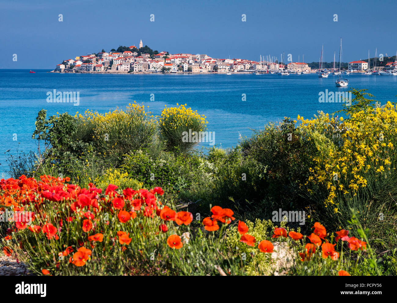 Primosten with red poppies in spring, Croatia Stock Photo