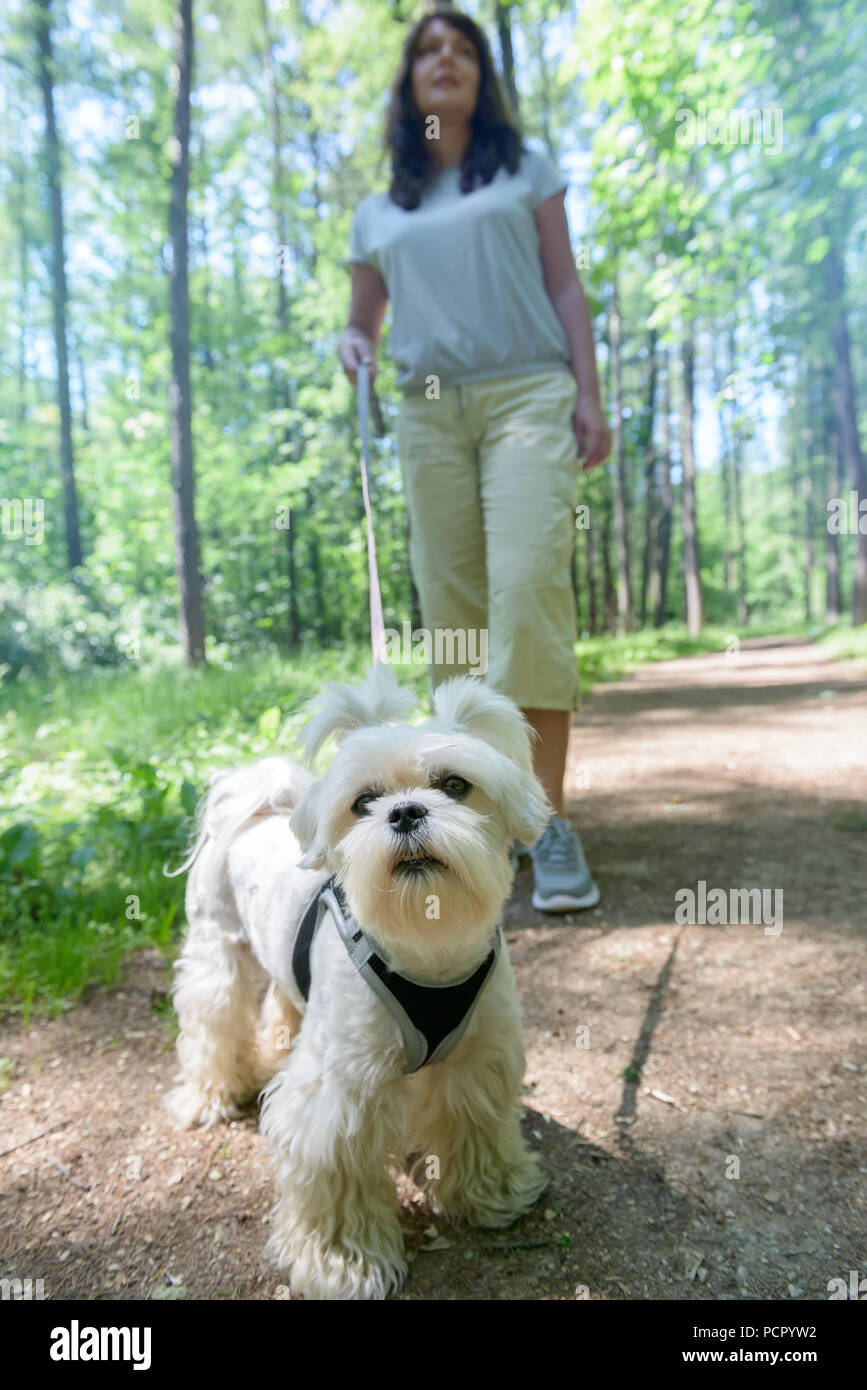 Do Maltese Need To Be Walked