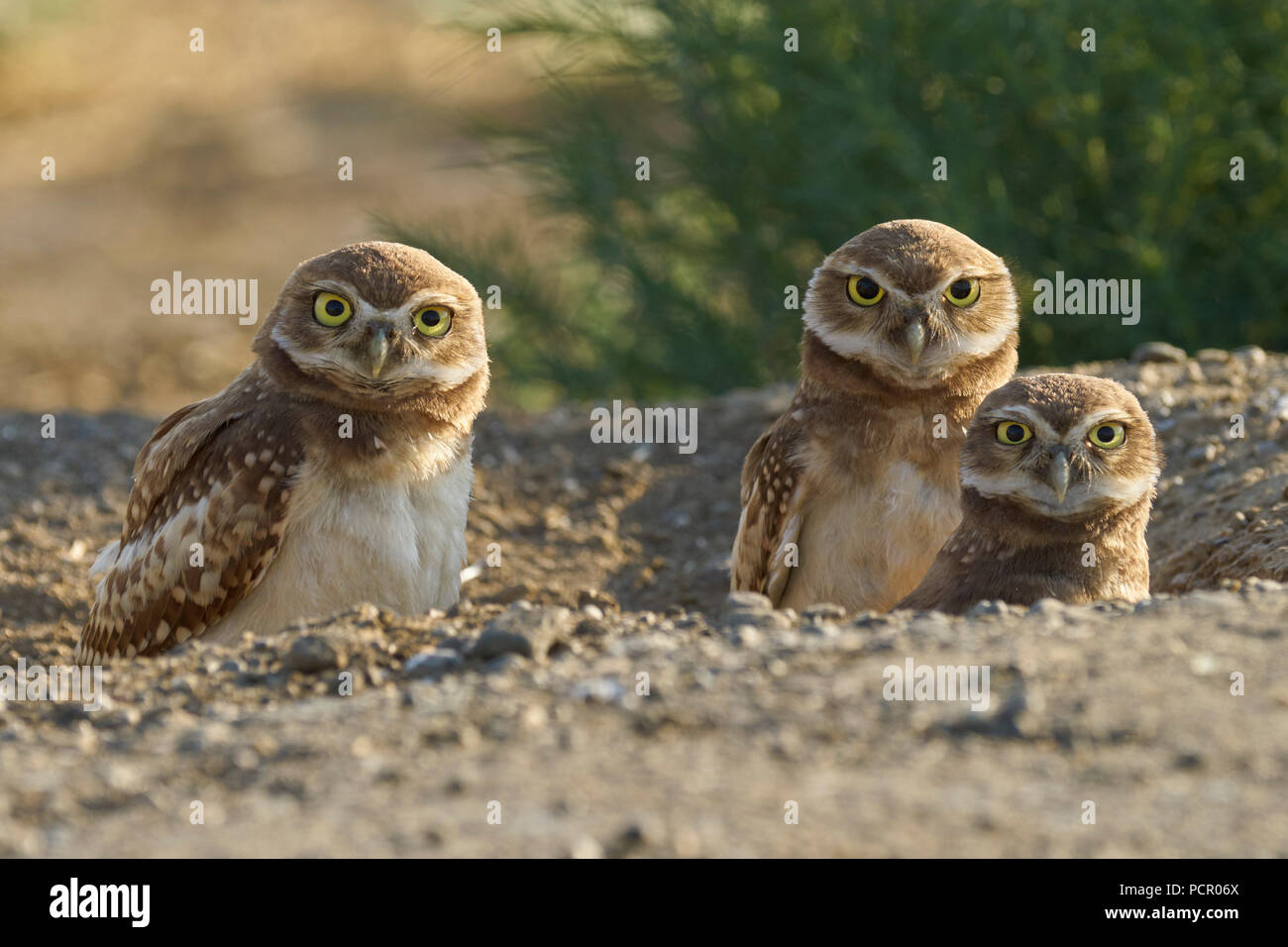 Burrowing Owl (Athene cunicularia) trio, Yolo County California Stock Photo