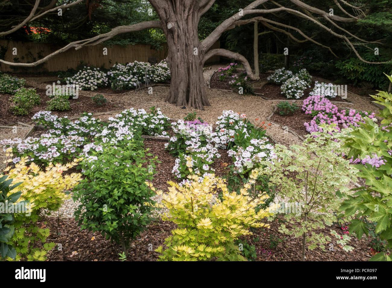 Hydrangea garden, growing under the shade of a Monterey Cyprus tree. Stock Photo