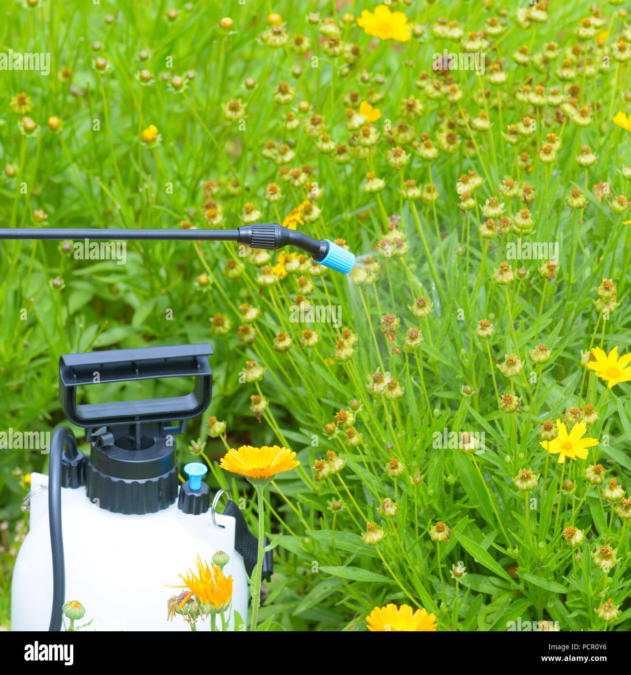 Spaying flowers in the garden with water or plant protection products