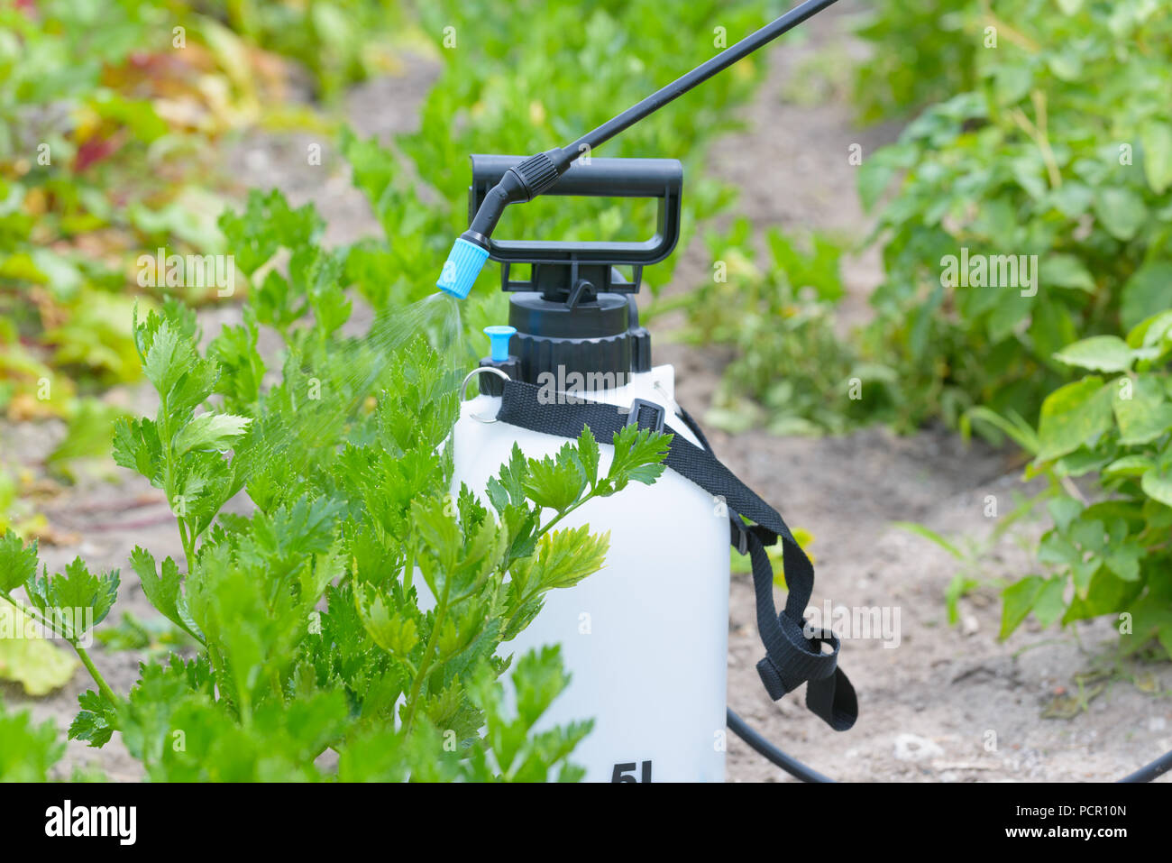 Spaying vegetables with water or plant protection products such as