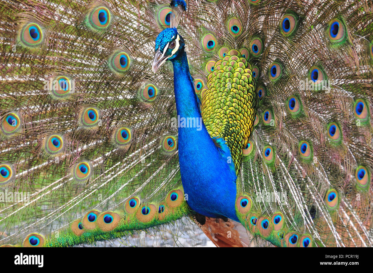 Close up of a beautiful male Peacock displaying its beautiful plumage Stock Photo