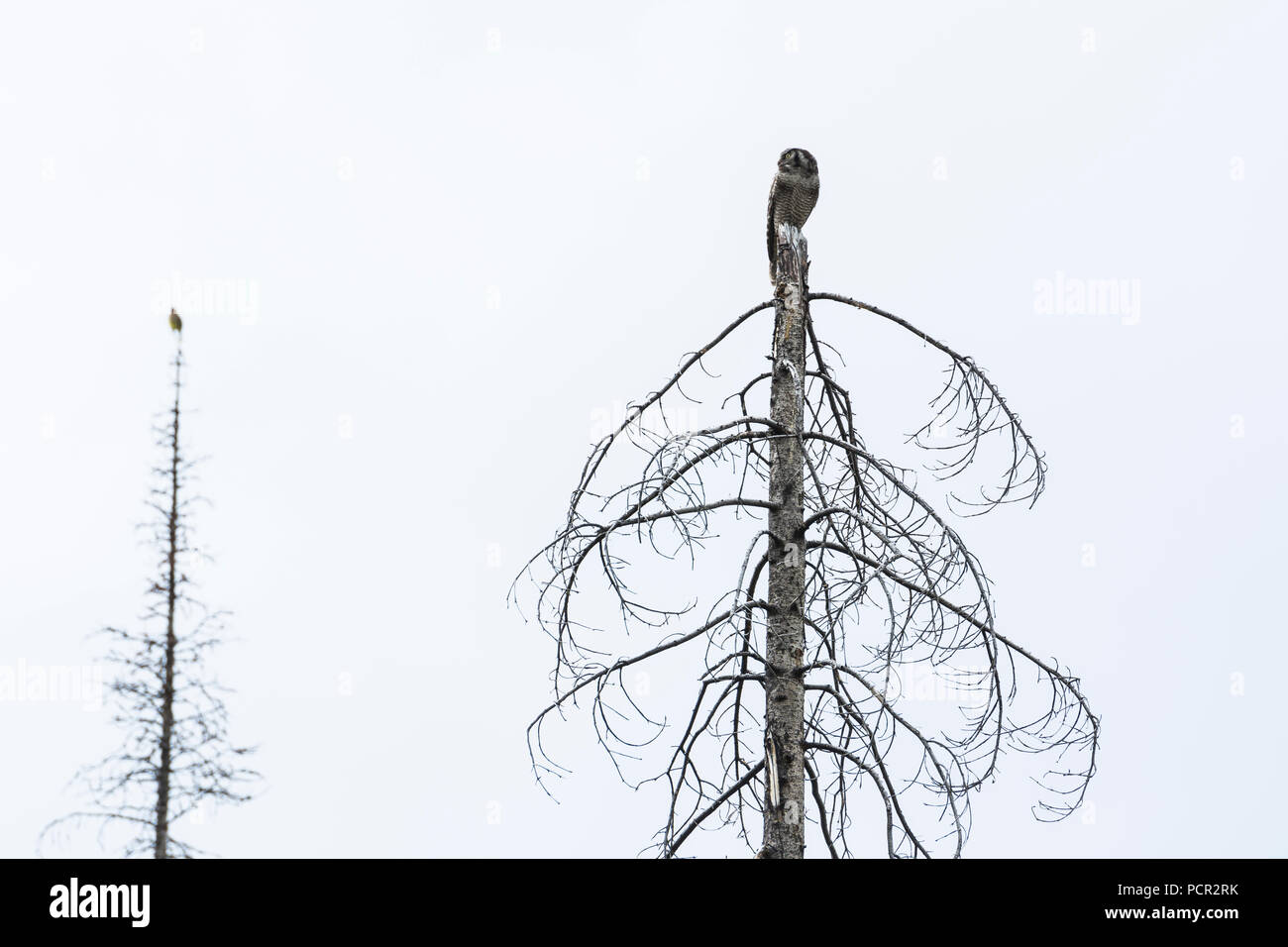 Northern Hawk Owl, Surnia ulula, on a dead tree top, Jasper national Park, Alberta, Canada Stock Photo