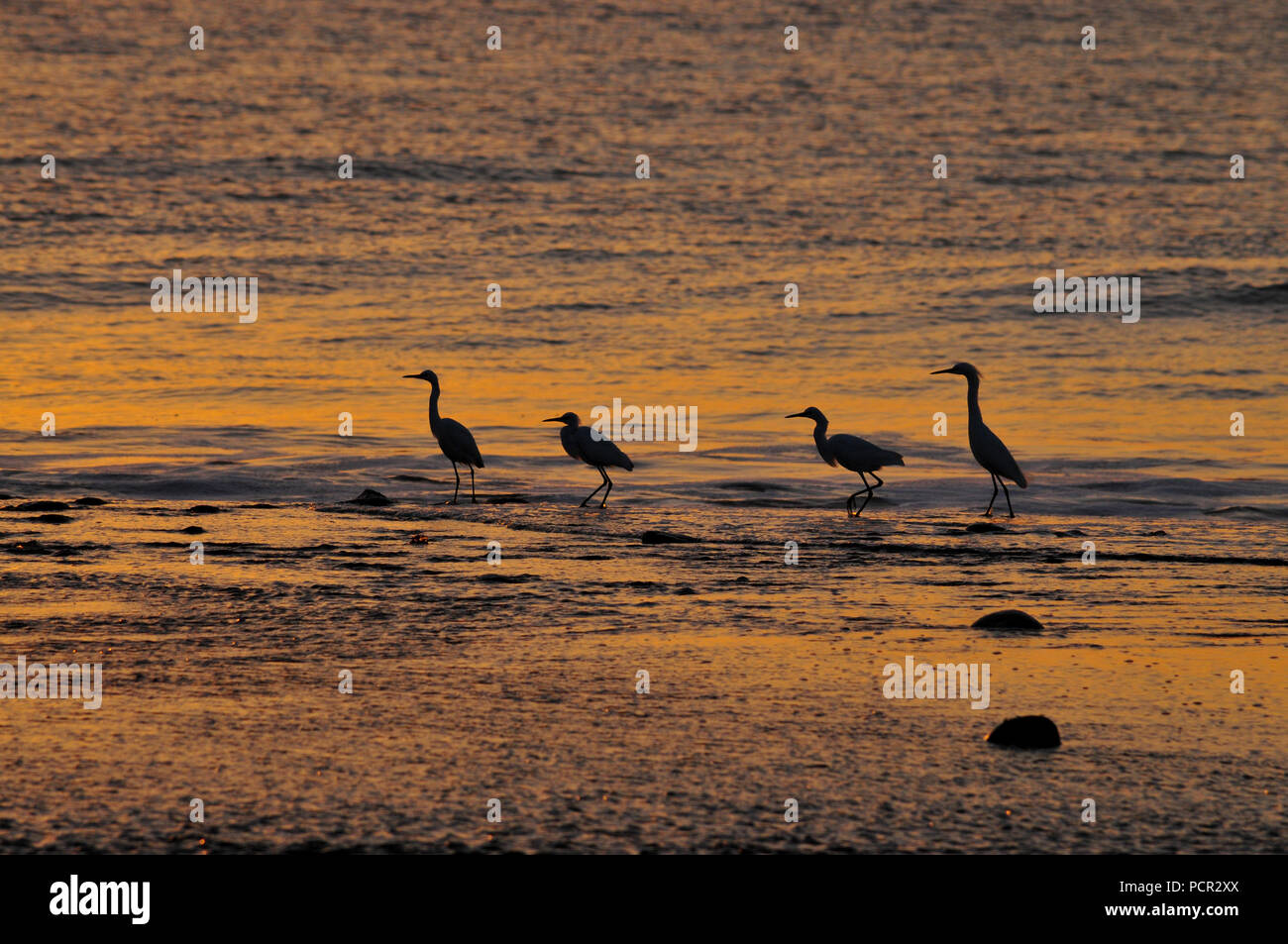 Herons silhouettes during a sunrise at a beach in Panama Stock Photo