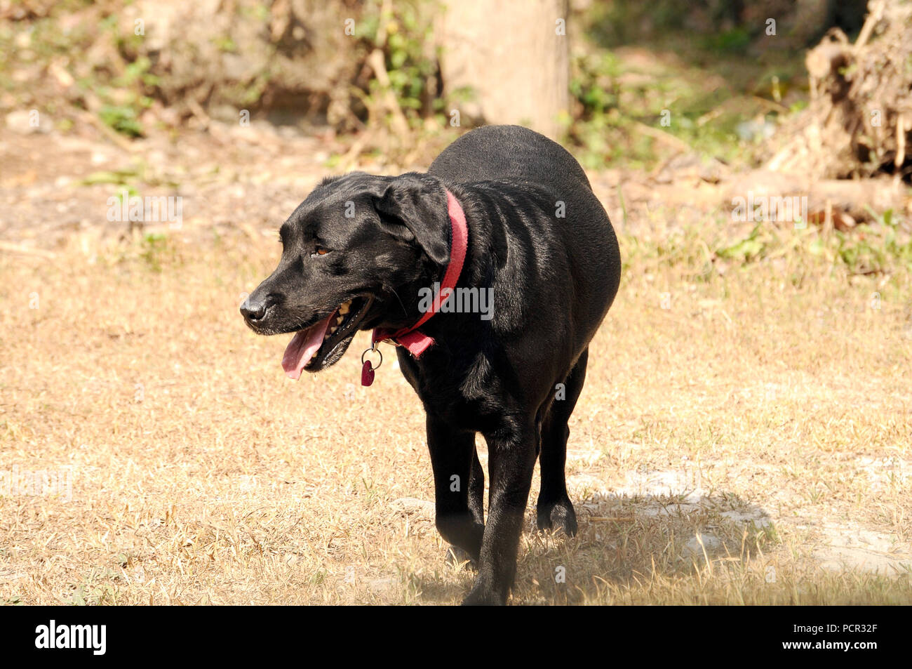 Black labrador dog walking in hi-res stock photography and images - Alamy