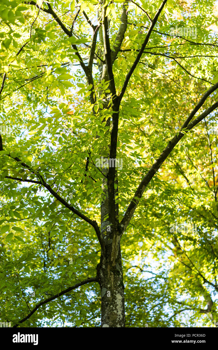 tree of japanese zelkova serrata in park with sun light and t runk Stock Photo