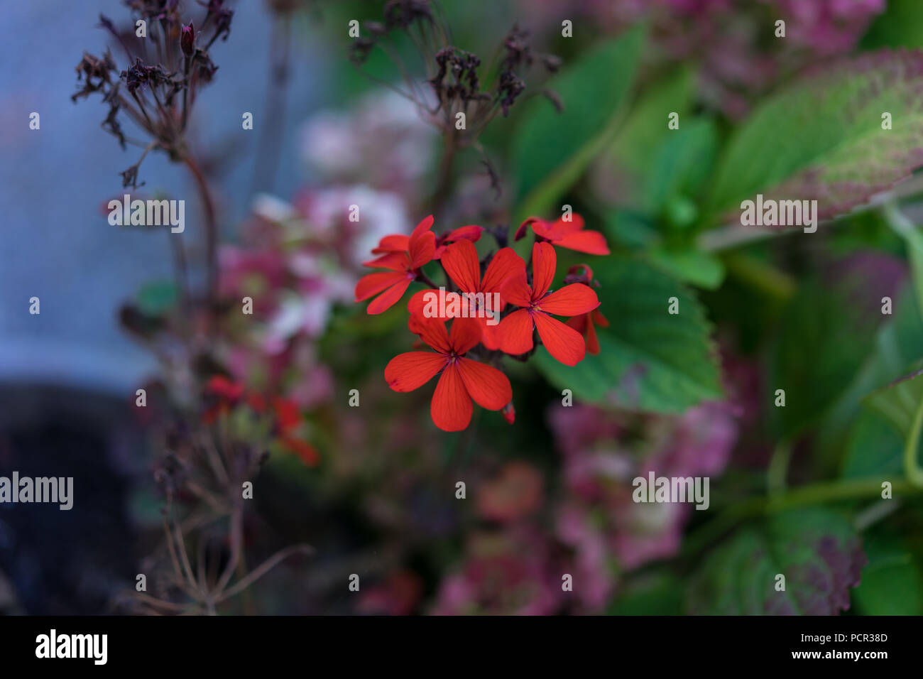 filigran small red flower bloomin in garden bokeh Stock Photo