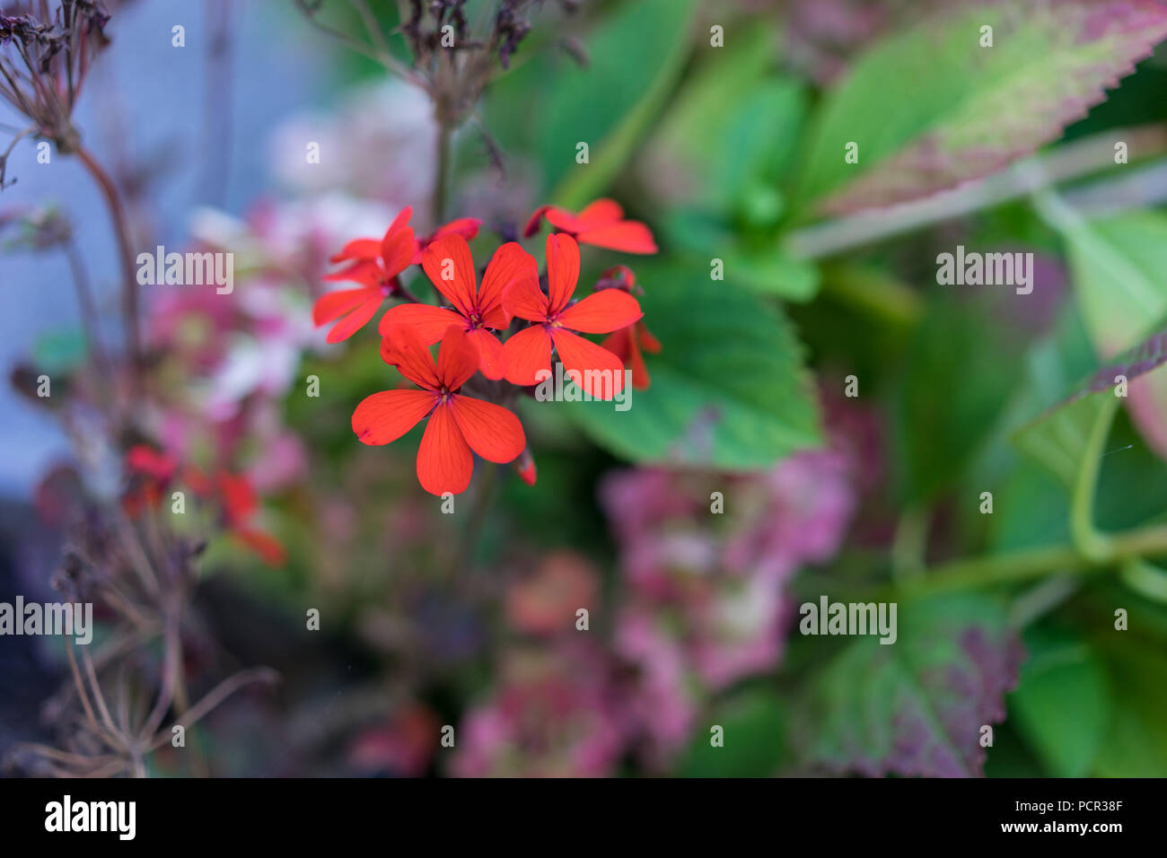 filigran small red flower bloomin in garden bokeh Stock Photo