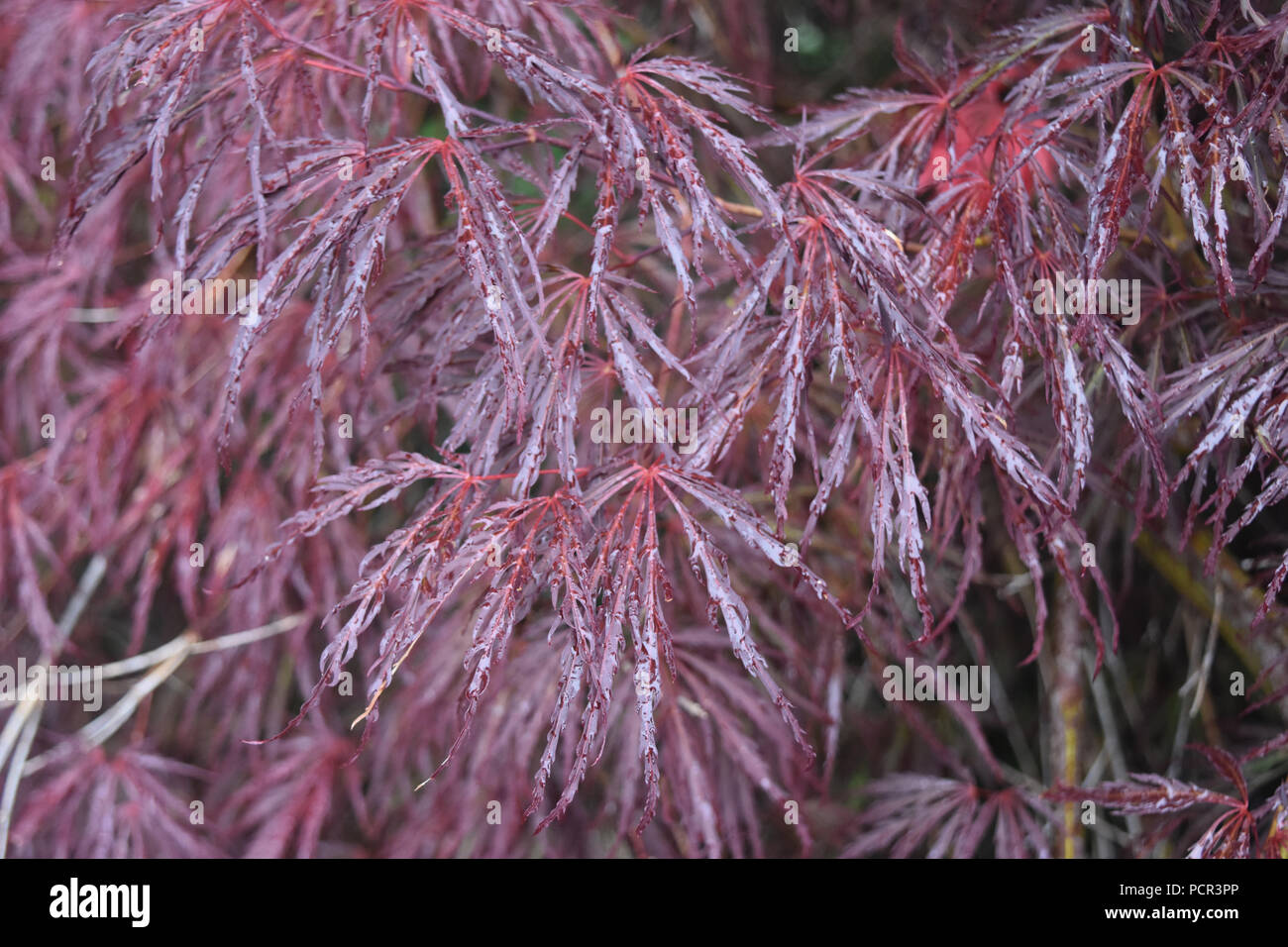 Breathtaking Close Up of a Red Japanese Maple Tree Stock Photo - Alamy