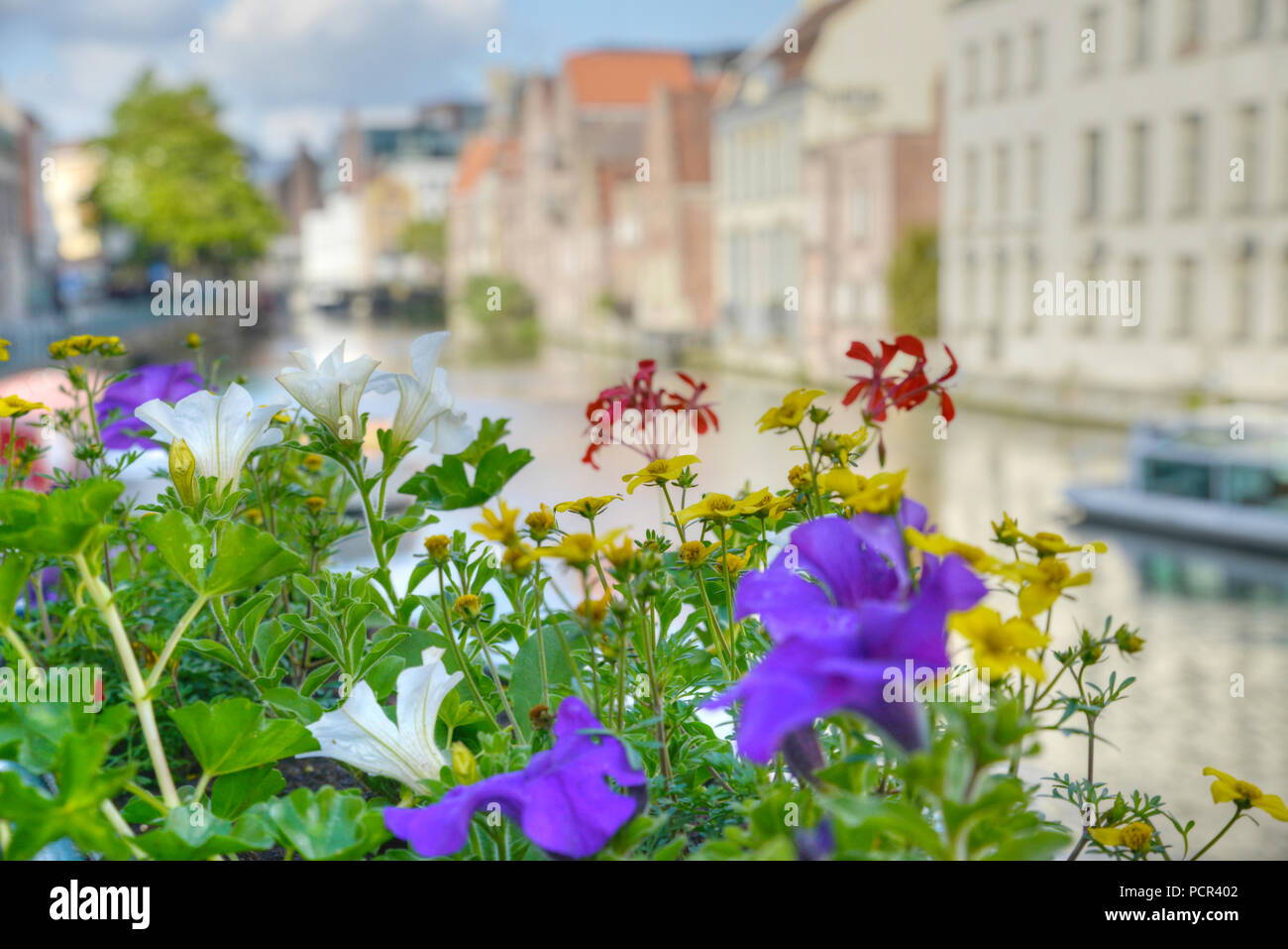 Close up of flowers at a canal in Ghent Belgium, with the old buildings blurred  in the background Stock Photo