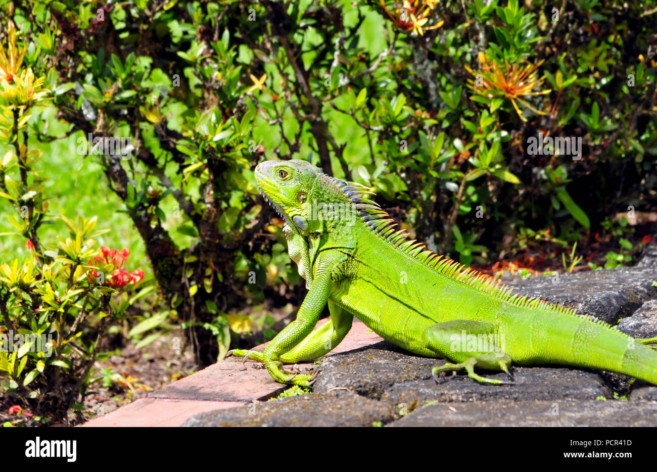 Green Iguana on a garden pathway taking the sun Stock Photo