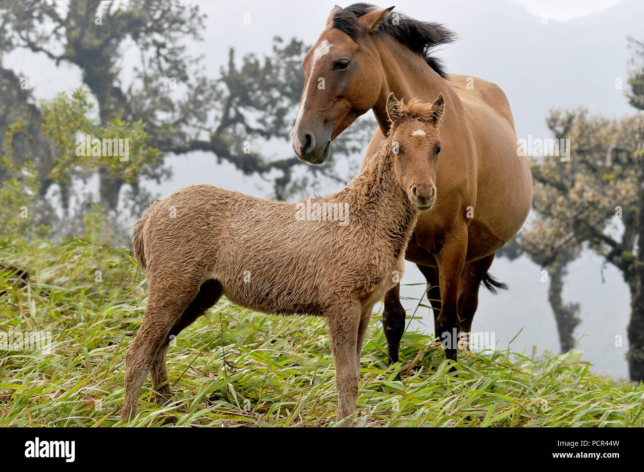 View of a Mare with colt on a grass field Stock Photo