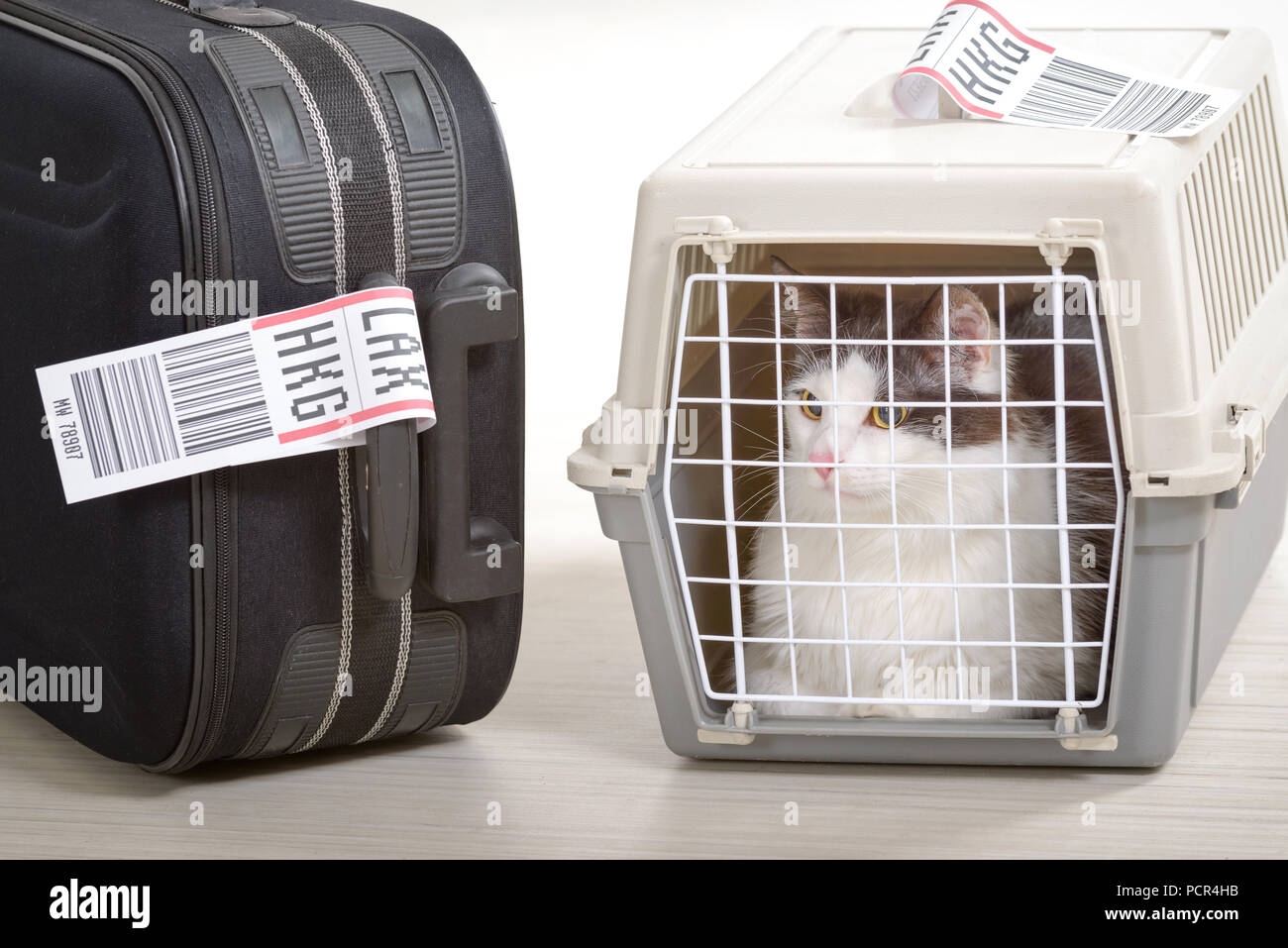 Cat in the airline cargo pet carrier waiting at the airport after a