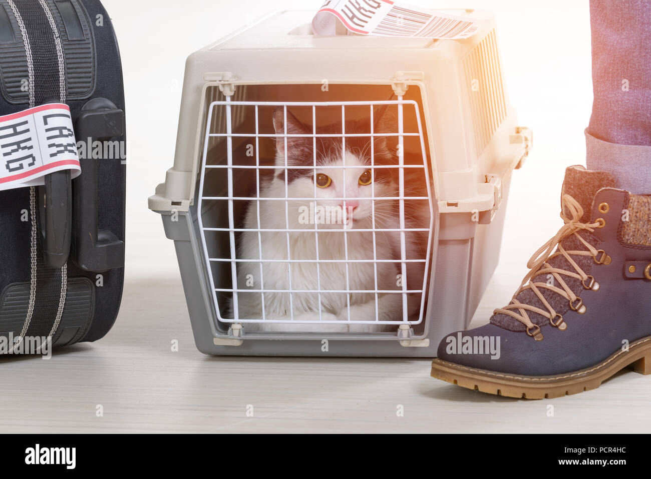 Cat in the airline cargo pet carrier waiting at the airport after a