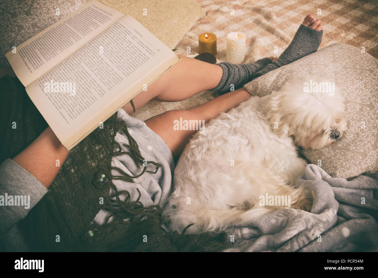 Woman with cute dog Maltese lying on bed in the cozy room Stock Photo ...