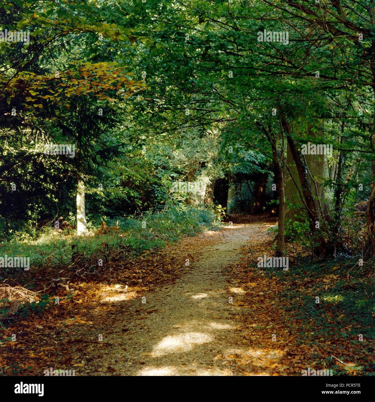 Sandwalk path, Down House, Downe, Kent, c1980-c2017. Artist: Historic England Staff Photographer. Stock Photo