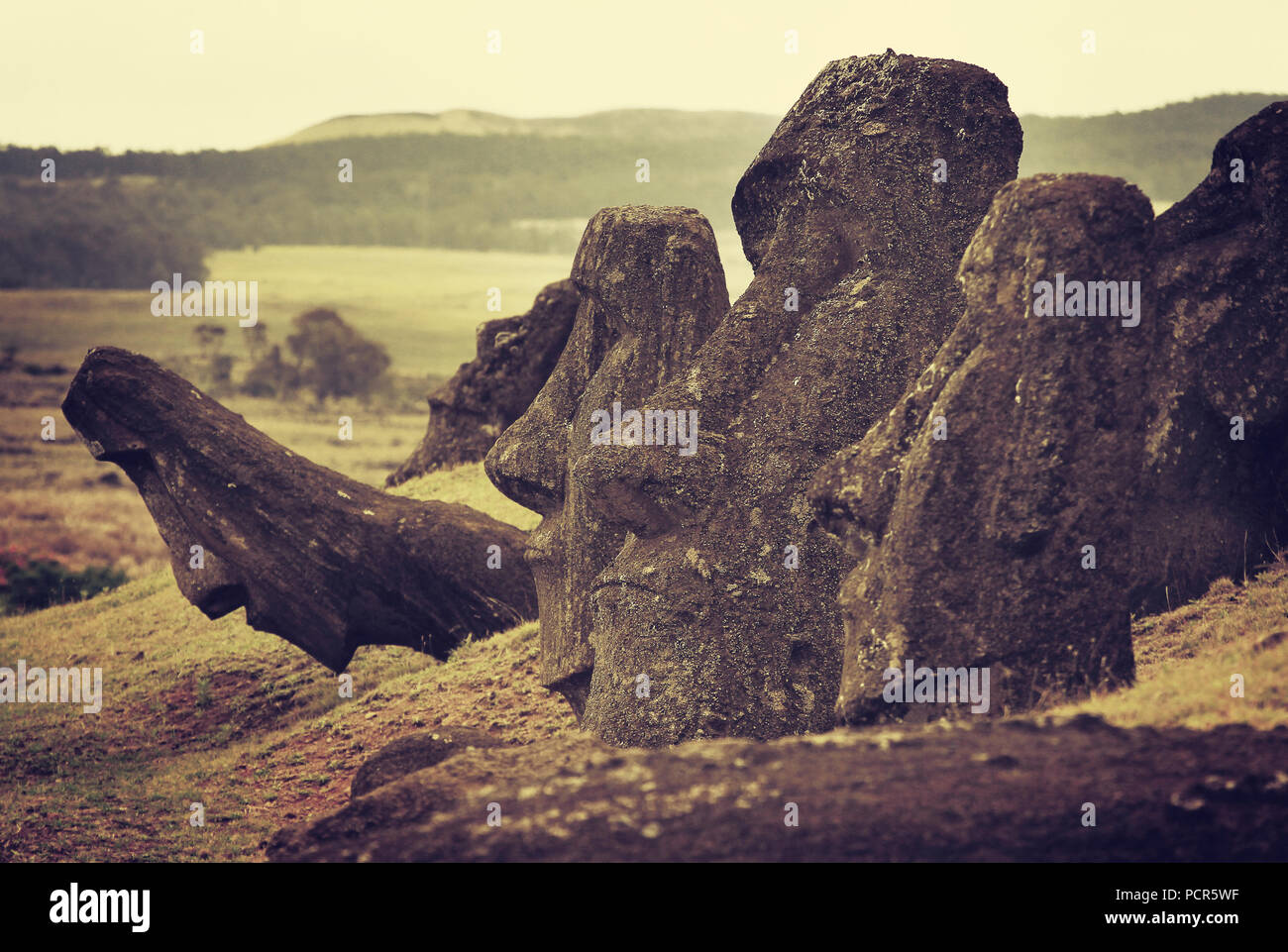 Rano raraku moai Stock Photo - Alamy